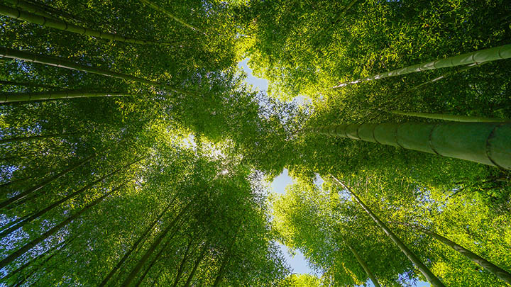 大理天龙八部影视城全攻略：探秘西夏王朝的奇妙世界